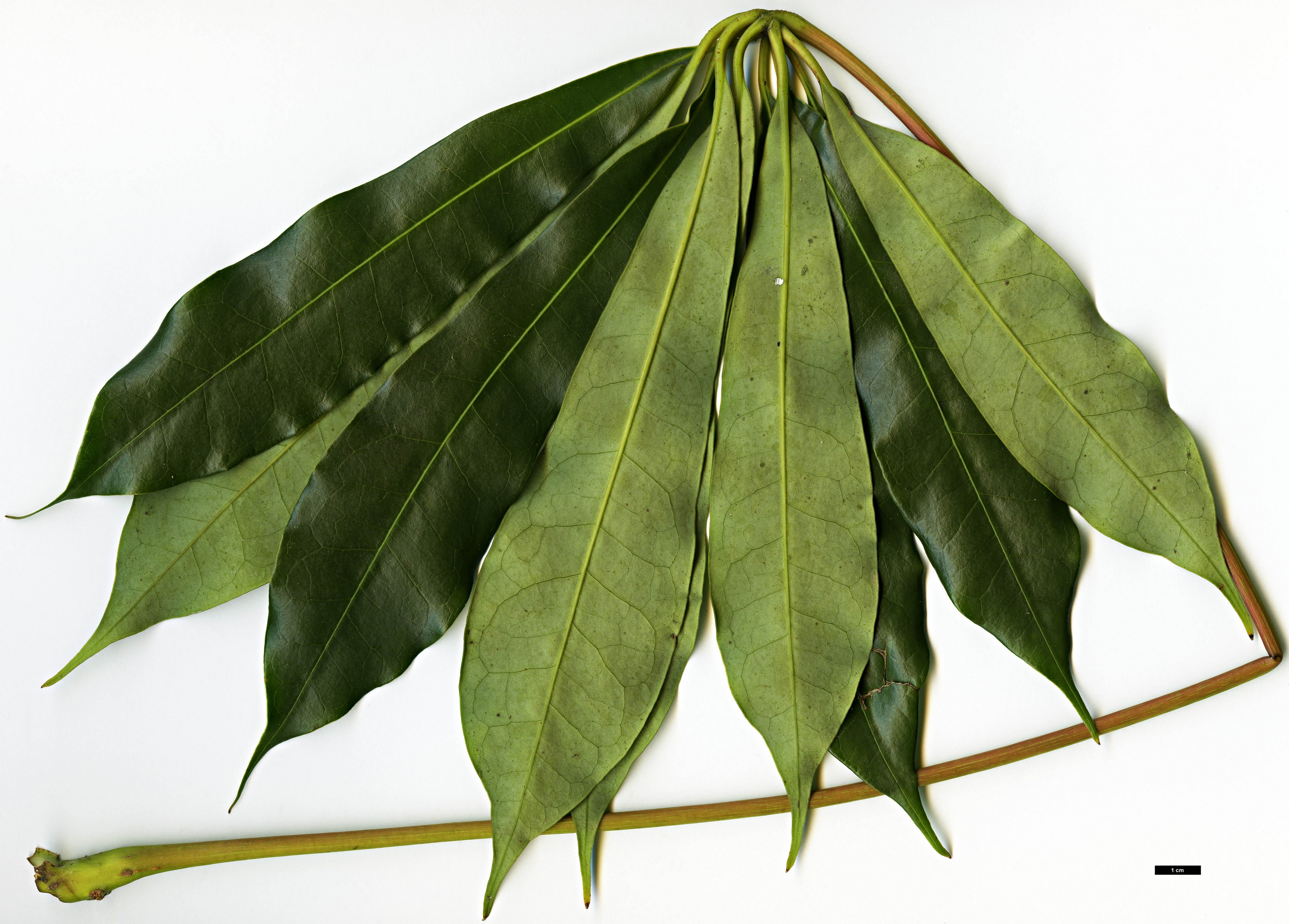 High resolution image: Family: Araliaceae - Genus: Schefflera - Taxon: shweliensis